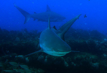 Reef Sharks